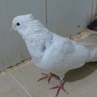 3تا کفتر پرشی دونه ای 200ت|پرنده|قرچک, شهرک طلائیه|دیوار