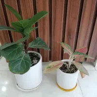 گل طبیعی با گلدون|گل و گیاه طبیعی|گرگان, |دیوار