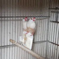 فنج نرگسی پاستیل فاون