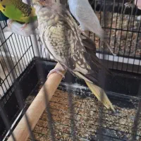 عروس هلندی مرواریدی ماده