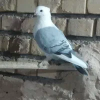 کفتر ۴۰۰|پرنده|میبد, |دیوار