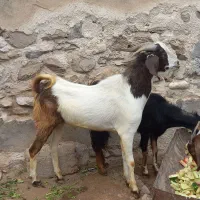 فروش گوسفند