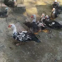 اردک اسرائیلی جوان