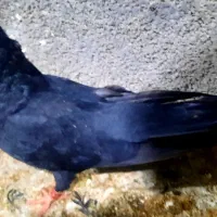 زاغ ماده ابادانی|پرنده|بندر ماهشهر, |دیوار