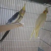 کلش ، کالاف ، فری فایر طاق|کنسول، بازی ویدئویی و آنلاین|قم, سراجه (۱۵ خرداد)|دیوار