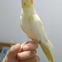 یک جفت طوطی عروس تک خال