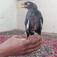 مرغ مینا