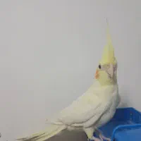 عروس هلندی لیتینو|پرنده|سراوان, |دیوار