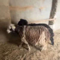 ۱راس میش ۱راس بره ماده