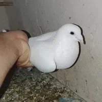 3 عدد کبوتر سفید