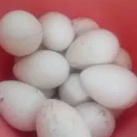 تخم بوقلمون