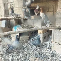 فروش هفت تا کفتر پلاکی بدرد بخور فیروز آباد|پرنده|شیراز, اکبر آباد|دیوار