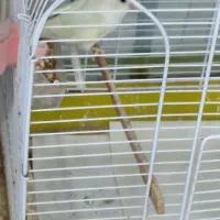 عروس هلندی .قناری.کوتوله برزلی|پرنده|بندرعباس, |دیوار