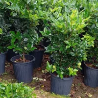 یاس هلندی قیچی خورده سطل 12|خدمات باغبانی و درختکاری|رامسر, |دیوار