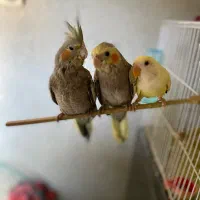 عروس هلندی و طوطی برزیلی  اهلی