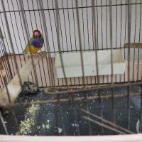 فنچ