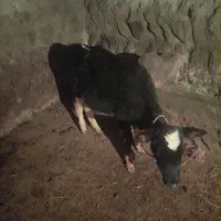 گوساله‌ماده