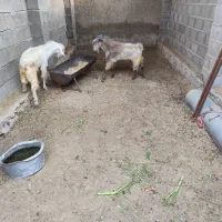 دو عدد پازن سالم و سرحال|حیوانات مزرعه|خورموج, |دیوار