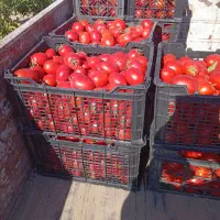 گوجه گوشتی برای رب