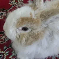 خرگوش لپ نر