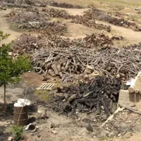 خرید انواع چوب درخت وریشه مو|خدمات باغبانی و درختکاری|کشاورز, |دیوار