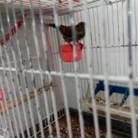 سهره گلبسر مست خون|پرنده|مشهد, احمدآباد|دیوار