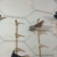 کفتر چناران توس65نجف5کوچه اول سمت راست