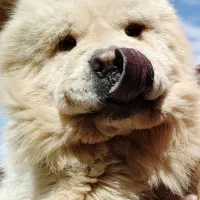 سگ نژاد اصیل چاو