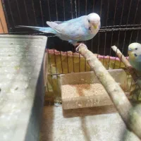 جفت مرغ عشق رنگ خواص فروش فقط تا امشب|پرنده|بندر کنگان, |دیوار