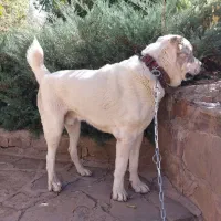 سگ آلابای|سگ|آبعلی, |دیوار