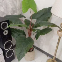 گل بابا آدم