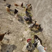 فروش مرغ کلین تخم گذار|حیوانات مزرعه|الیگودرز, |دیوار