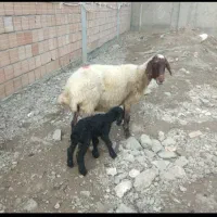 گوسفند|حیوانات مزرعه|علی‌آباد کتول, |دیوار