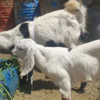 مری با کهره نر