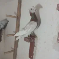 کفتر کا وساده