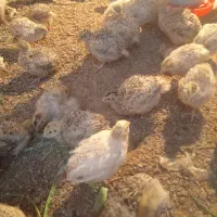 بلدرچین فروشی