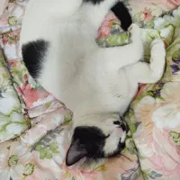 گربه|گربه|ارومیه, |دیوار