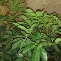 گل شفلرا|گل و گیاه طبیعی|گلبهار, شهر جدید گلبهار|دیوار