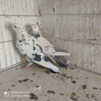 کفتر|پرنده|سیرجان, |دیوار