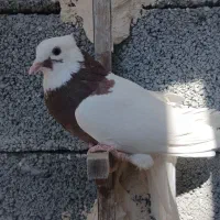 ماده طوقی|پرنده|جهرم, |دیوار