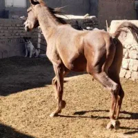 اسب عرب دو سر