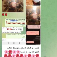 دستگاه جوجه کشی برای سنین از 10سال تا مسن ترین ها|لوازم جانبی حیوانات|تهران, ستارخان|دیوار