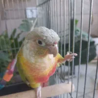 گرینچیک ماده|پرنده|کهریزک, |دیوار