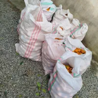 نارنج|عمده‌فروشی|زرگرشهر, |دیوار