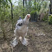 فروش مرغ برهما لایت