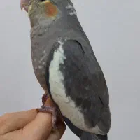 جوجه عروس هلندی