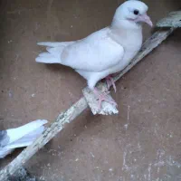 کبوتر