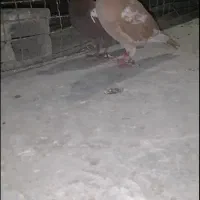 جفت میلومنز