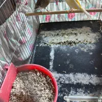 قناری نروماده تظمینی