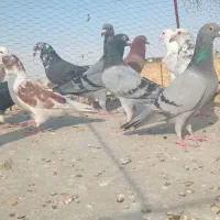 ۲۰عددکفتربوم پرشی ضدوخوردی